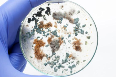 Megbízható mikrobiális termesztés biztosítása a Baibo Biotechnology által készített triplikáz szójaleves segítségével: A globális laboratóriumok előnyben részesített választása