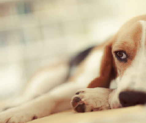Brucella canis antitest (B. canis AB) tesztkészlet: Gyors mező diagnosztizálása a brucellózishoz az állatállományban