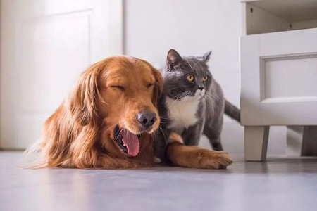 A Babio piacra dobja a TOXO Ab tesztkészletet a toxoplazma antitestek gyors kimutatására háziállatoknál