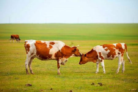 A BABIO nagy érzékenységű szarvasmarha-terhességi gyorsteszt készletet mutat be a modern szarvasmarhatartáshoz