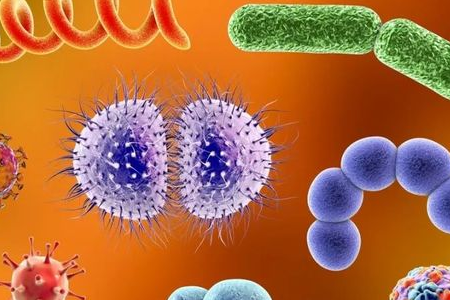 A BABIO piacra dobja a Salmonella Shigella dúsító tápközeget a megbízható enterális kórokozó szállítás érdekében