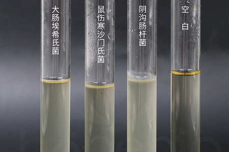 A Babio Biotechnology bemutatja a nagy teljesítményű Brain Heart infúziós levest a megbízható mikrobiális tenyésztés érdekében