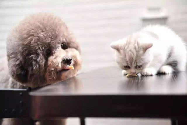 Rapid FPV Ag tesztkészlet macskapesti vírus kimutatására