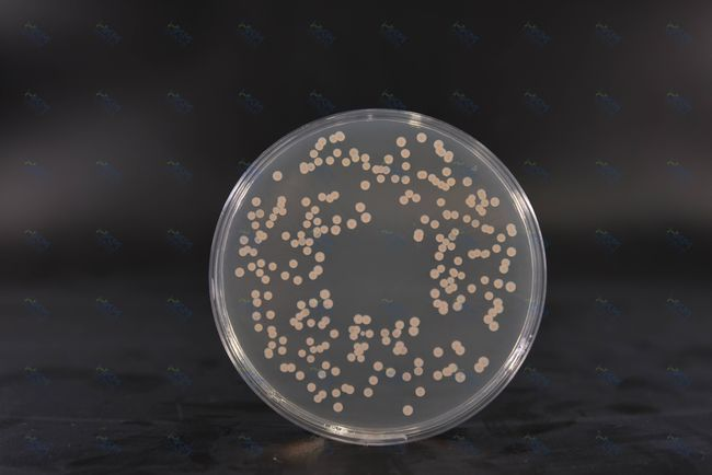 Brain Heart Infusion Agar: Tápanyagban gazdag táptalaj baktériumtenyészethez